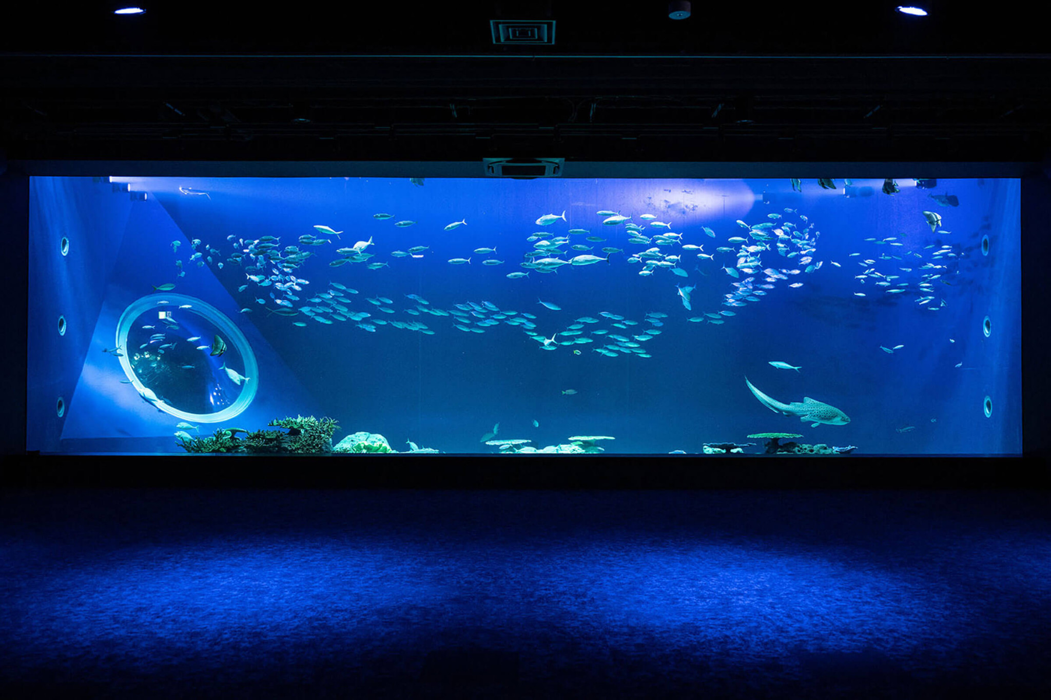 Discover a mesmerizing underwater world at DMM Kariyushi Aquarium where colorful marine life swims gracefully in a stunning habitat inviting exploration and wonder for everyone.