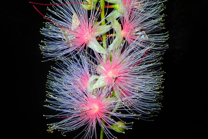 Night Tour in Iriomote: Watch the One-Night Flower “Sagari-bana” - Photo 1 of 9