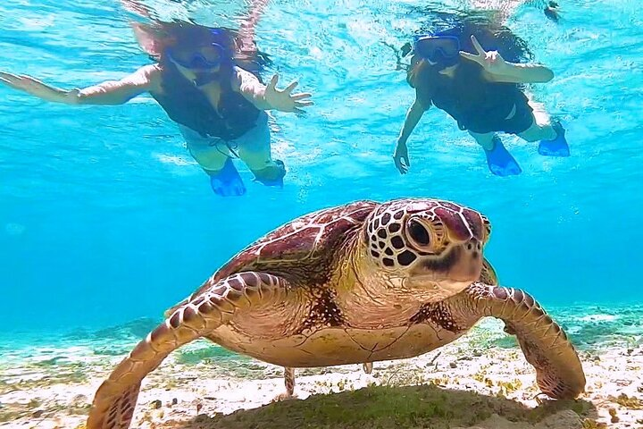 [Miyako Island/Half Day] Sea Turtle Snorkeling - Photo 1 of 19