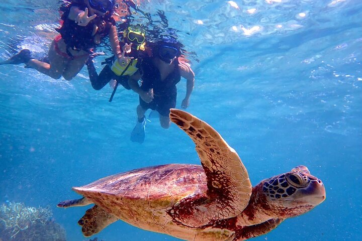 [Miyako Island/Half Day] Sea Turtle Snorkeling - Photo 1 of 13