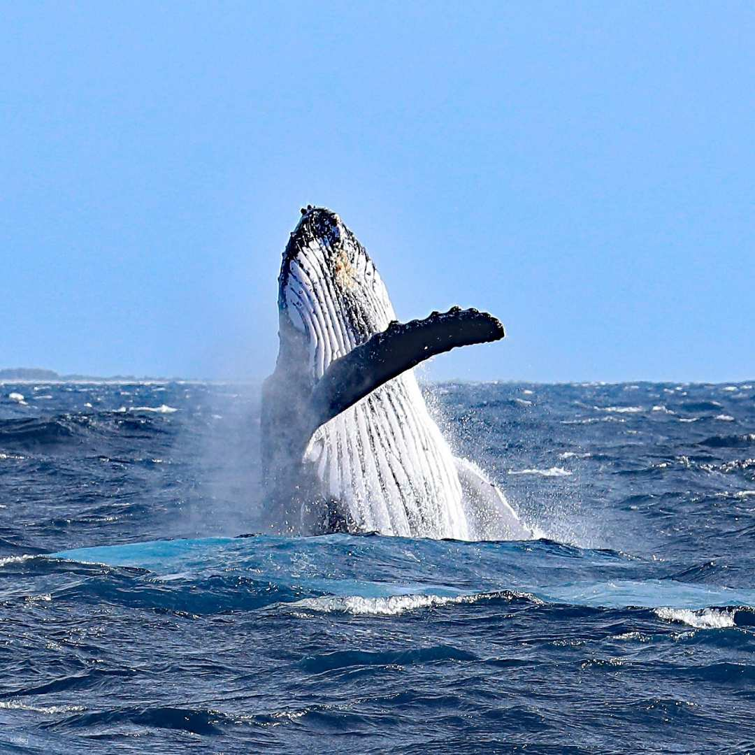 Experience the majestic beauty of whales breaching the surface amid the stunning backdrop of Okinawa's coast creating unforgettable memories on this remarkable marine adventure.