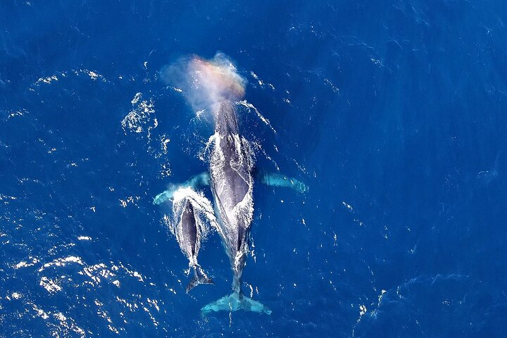 Okinawa Whale Watching From Naha - Photo 1 of 8