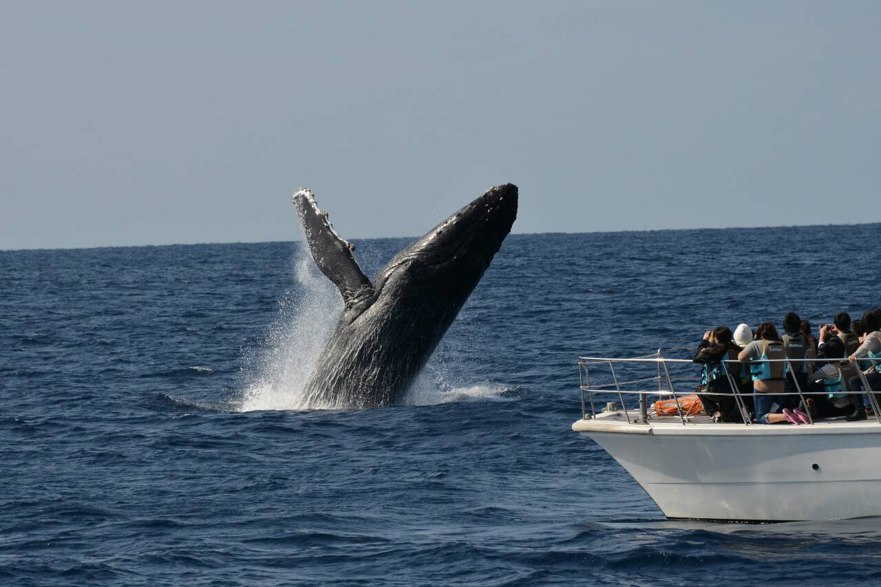 Okinawa Winter Limited Whale Watching Tour from Naha - Photo 1 of 5