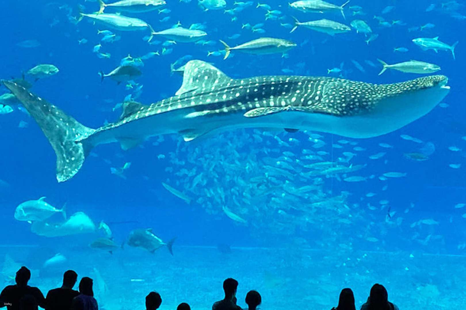 Central and Northern Okinawa Day Tour by Bus | Churaumi Aquarium, Ryukyu Mura, and Hoshino BANTA CAFE | Depart from Naha - Photo 1 of 5