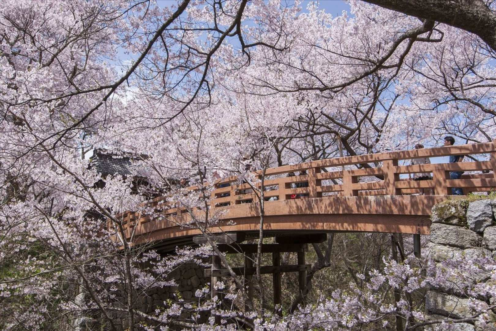 One-day Cherry Blossom Tour in Nagano, Japan｜The World's Best Cherry Blossoms, Takato Castle Ruins & Ena Gorge｜Depart from Nagoya - Photo 1 of 5