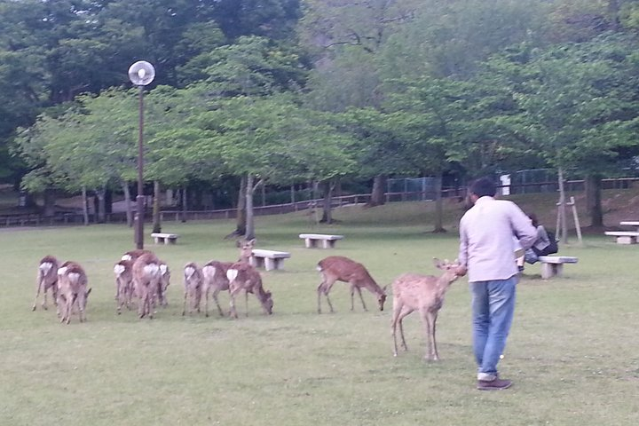 Nara Park
