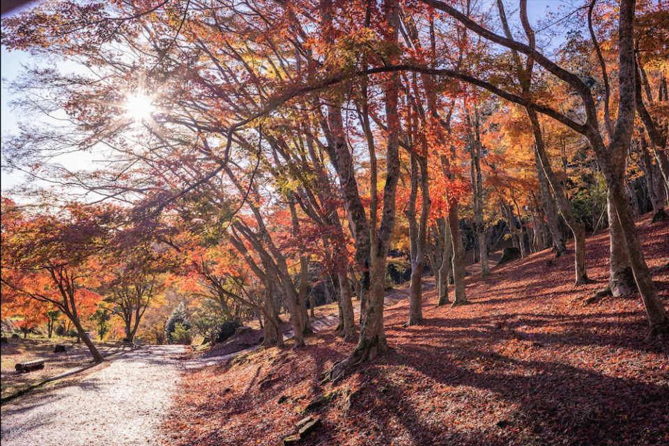 [One-day trip to Izu to enjoy fall foliage] Shuzenji Nature Park & Shuzenji Onsen "Bamboo Forest Trail", Red Bridge Walk & Mishima Sky Walk& Hakone Shrine | Depart from Tokyo - Photo 1 of 10