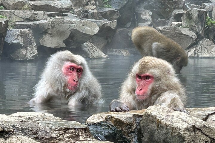 One Way Shuttle Van Transfer, Tokyo Nagano - Photo 1 of 9