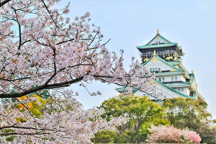 Discover the charm of Osaka Castle surrounded by blooming cherry blossoms making for a perfect backdrop to your exploration. Experience local delicacies and historical sites with ease and comfort.