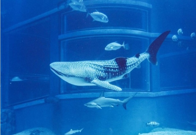 Explore the depths of the Pacific Rim at Osaka Aquarium Kaiyukan featuring an awe-inspiring whale shark amidst diverse marine life. Experience underwater wonders from various angles in this incredible attraction.