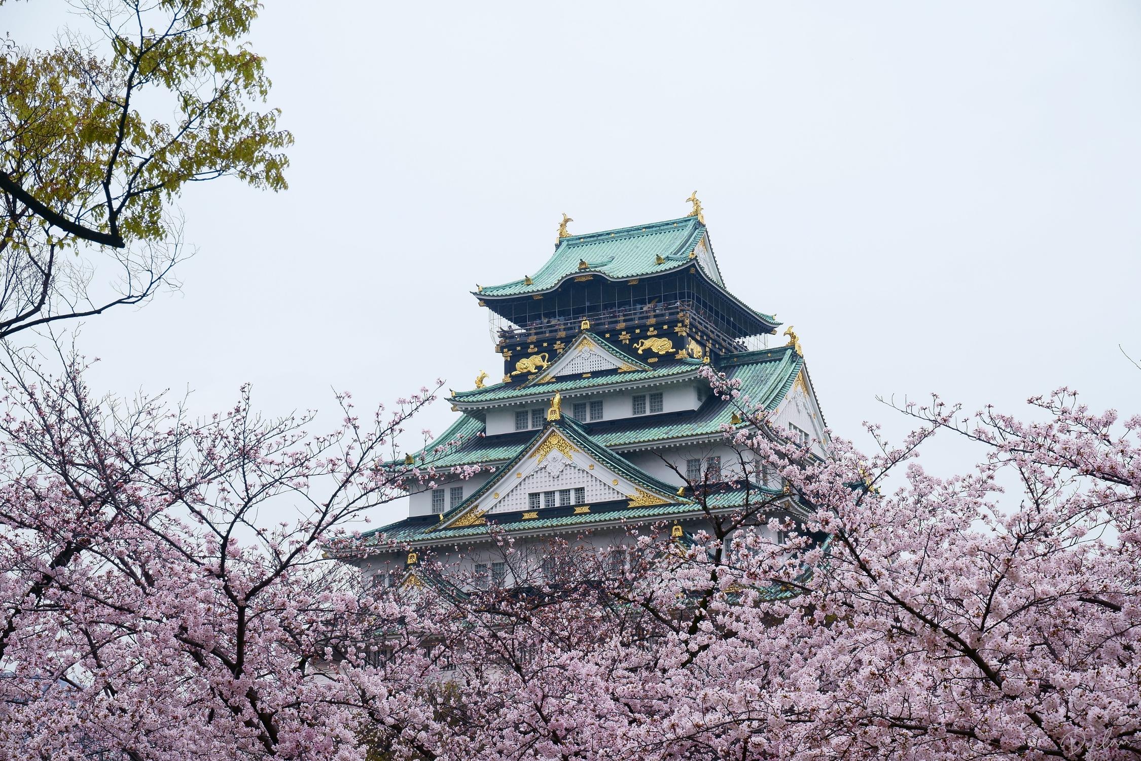 Osaka Castle 3 hours Historical Walking Tour - Photo 1 of 10
