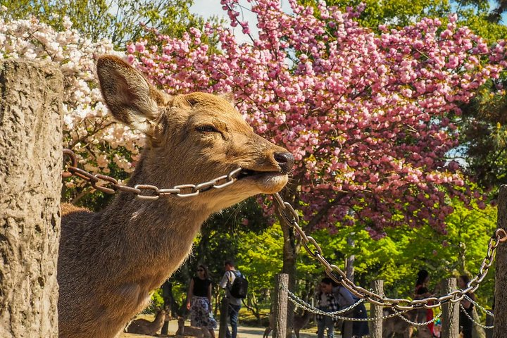 Experience the charm of Osaka's cherry blossom season alongside a local. Share joy and tradition under blossoming trees while enjoying delicious seasonal snacks with friends and family.