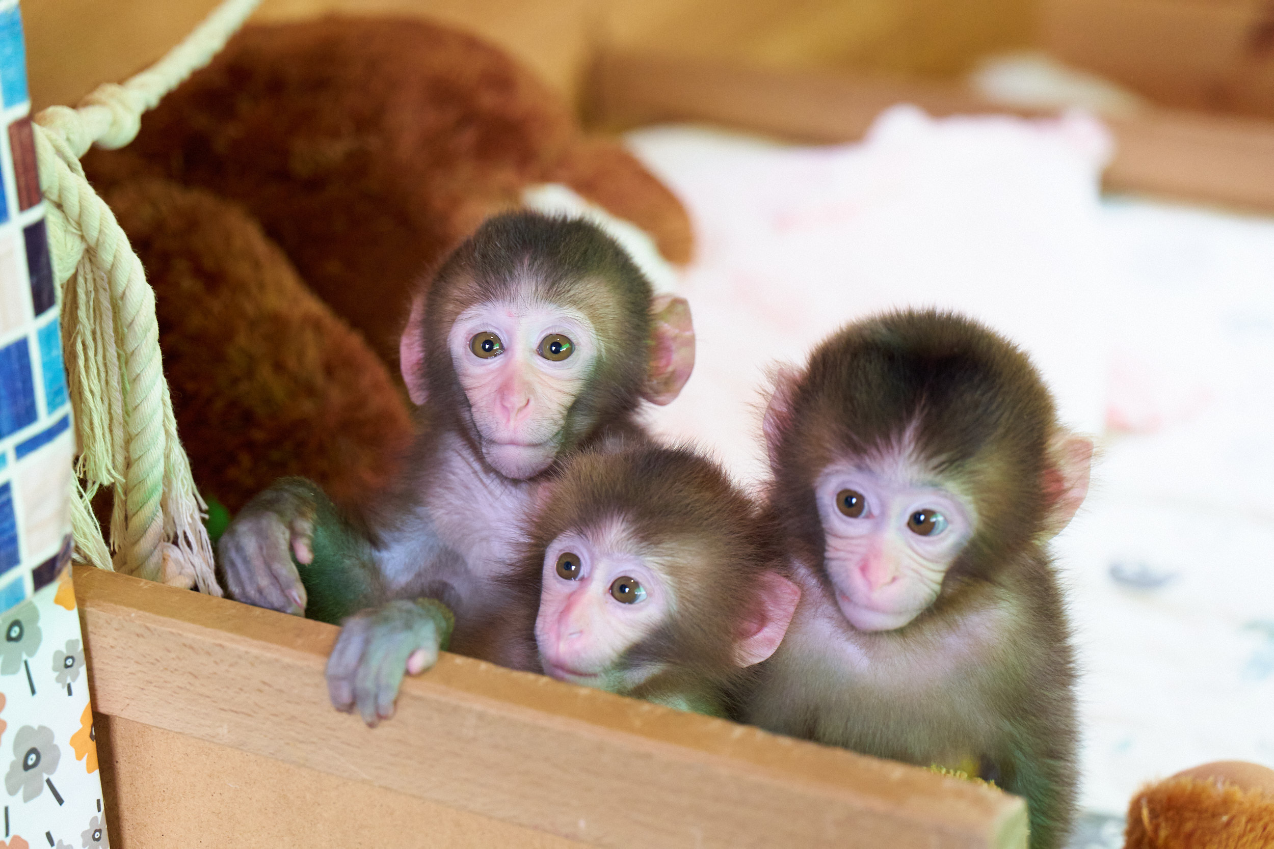 Osaru Land & Anitown Nikko Saru Gundan Monkey Theater Advance E-Tickets - Photo 1 of 11