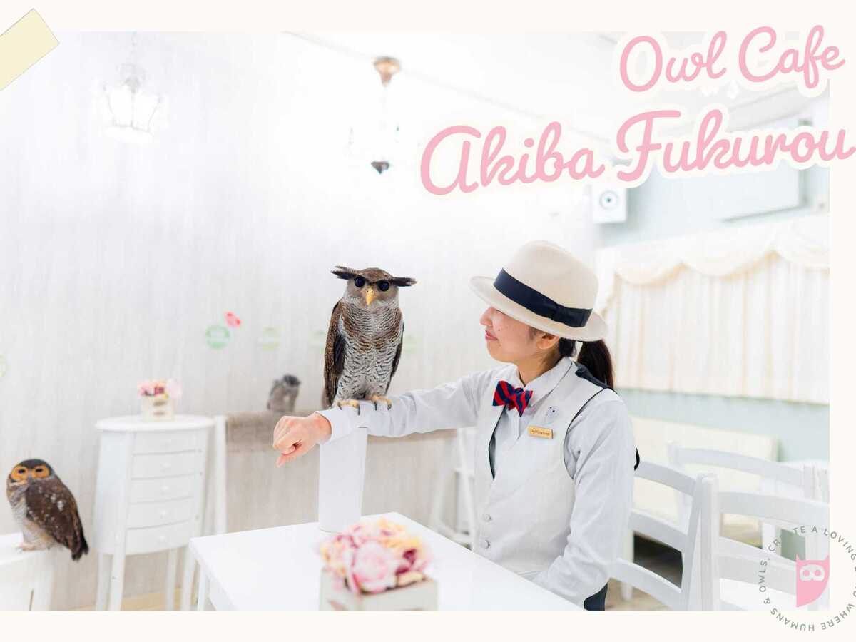 Owl cafe contact experience【Owl Cafe Akiba Fukurou】 - Photo 1 of 3