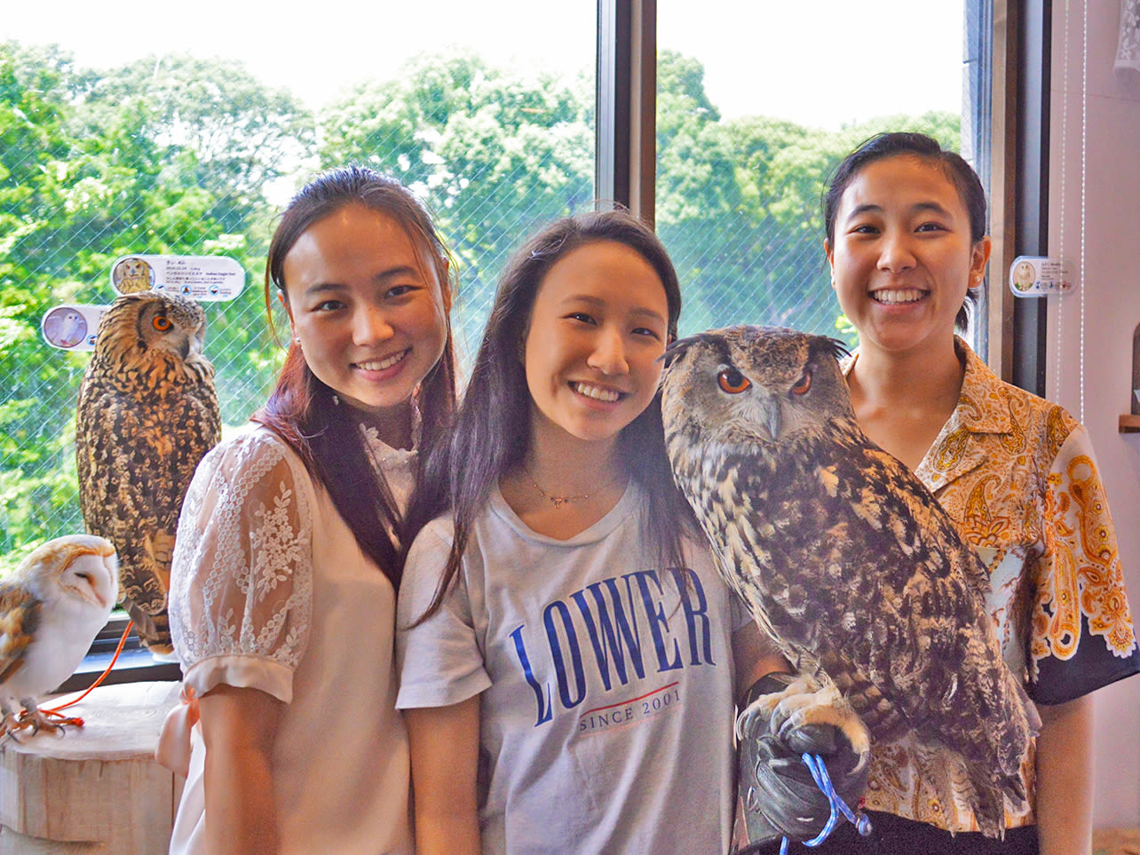 Experience unique moments with owls at this Tokyo cafe where friendly interactions with these fascinating creatures create lasting memories and photo opportunities in a serene setting.
