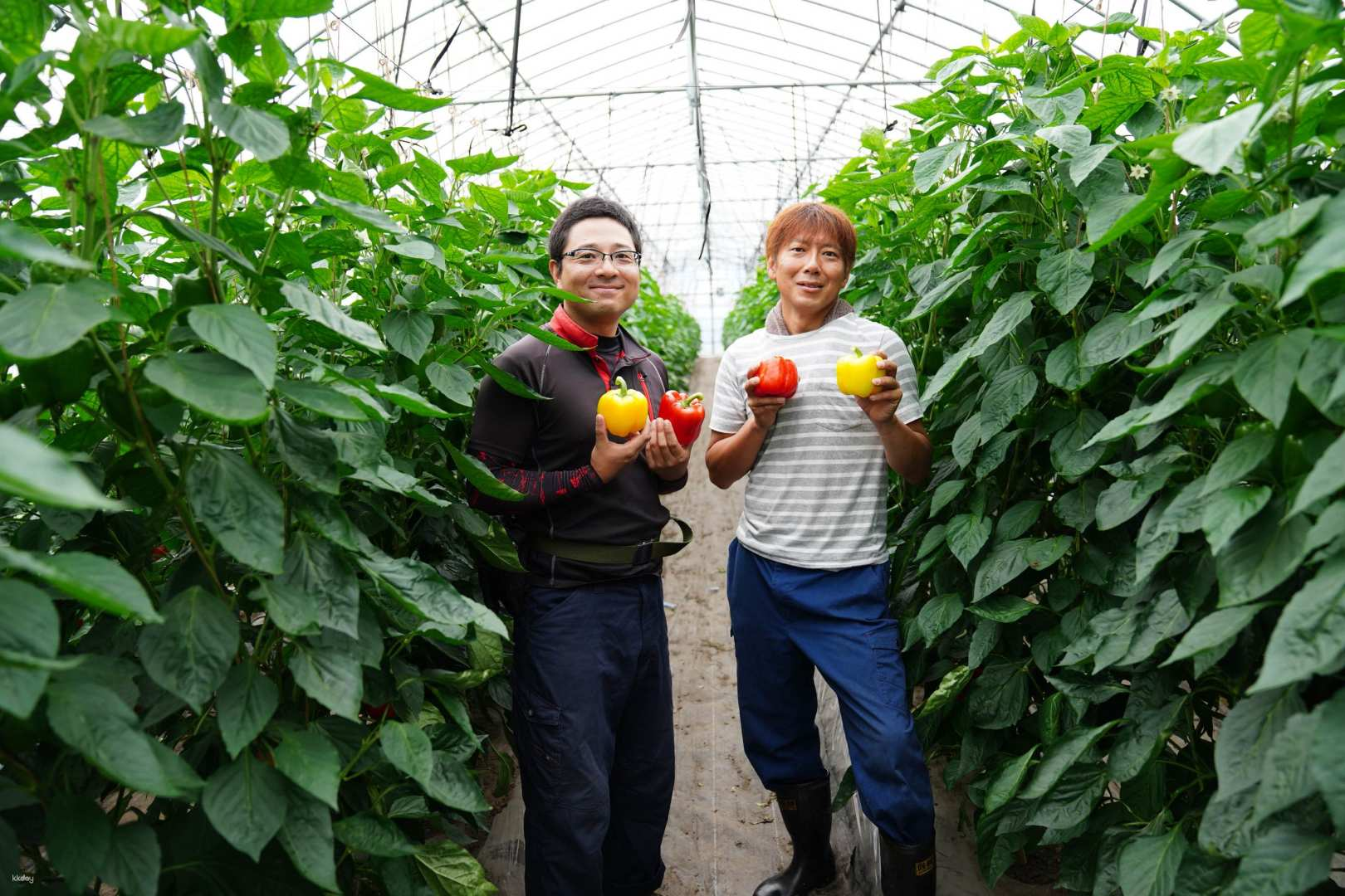 Paprika harvesting experience and Okuizumo Japanese lunch (Iinan Town, Shimane Prefecture) - Photo 1 of 4