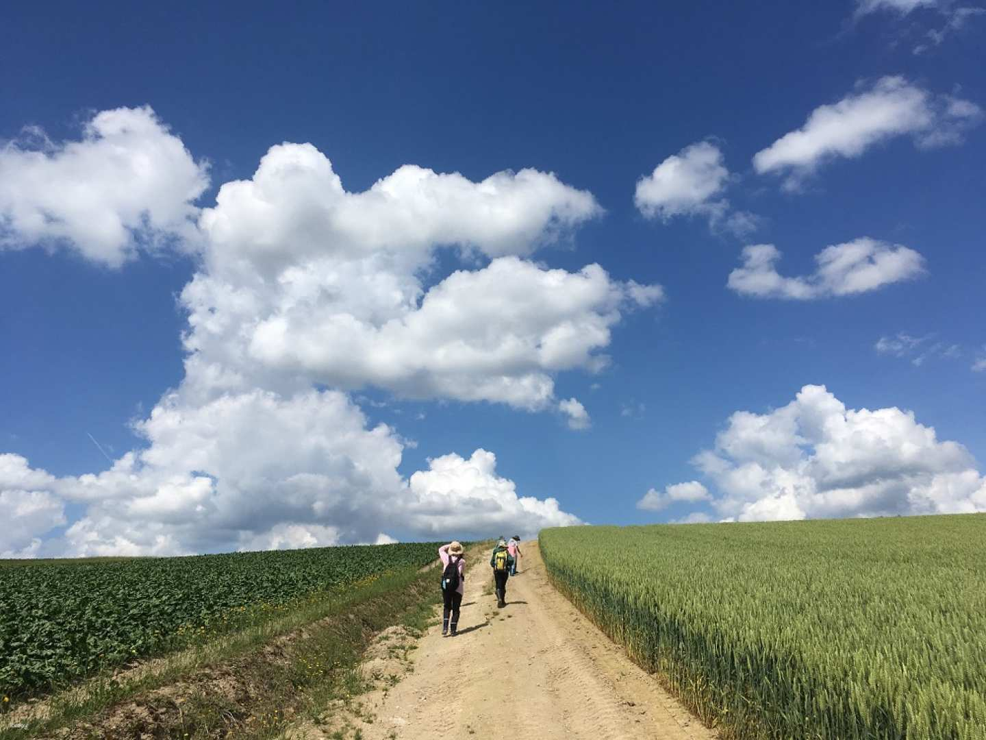 Patchwork Hill: Farm Footpath | Biei, Hokkaido - Photo 1 of 3