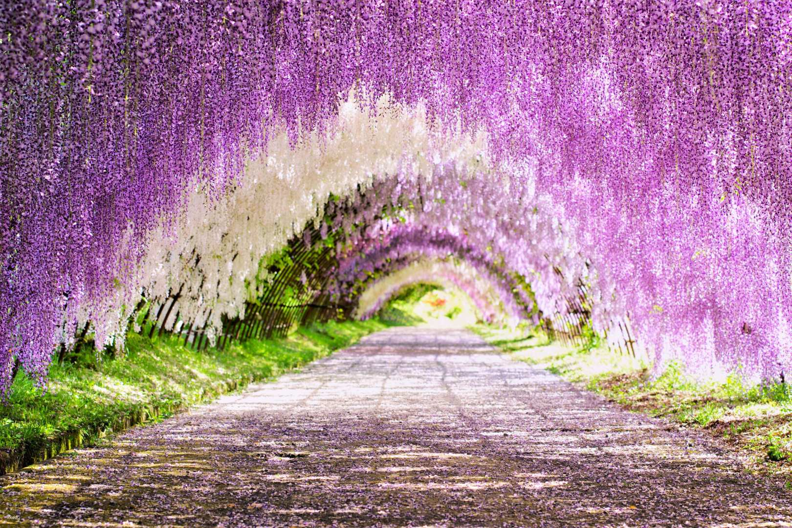 Photogenic Kawachi Wisteria Garden Day Private Tour from Fukuoka - Photo 1 of 9