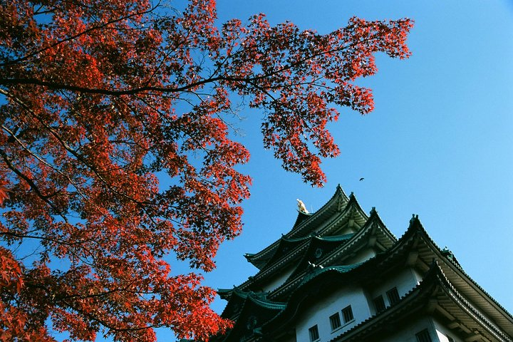 Experience the stunning architecture of Nagoya Castle complemented by the rich hues of autumn leaves offering a glimpse into Japan’s historical grandeur and beauty.