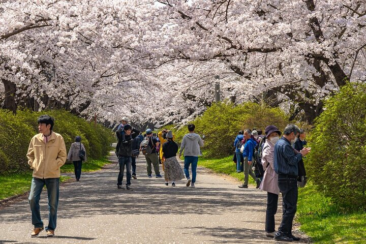 Private Hiroshima Cherry Blossom and Sakura Experience - Photo 1 of 6