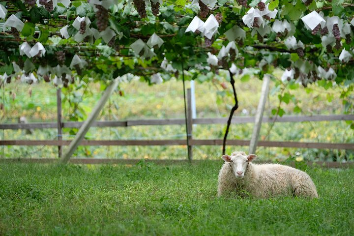 Relax in the serene beauty of Yamanashi's vineyards where sheep graze peacefully beneath grape-laden trellises offering a unique backdrop for an unforgettable private wine tasting experience.