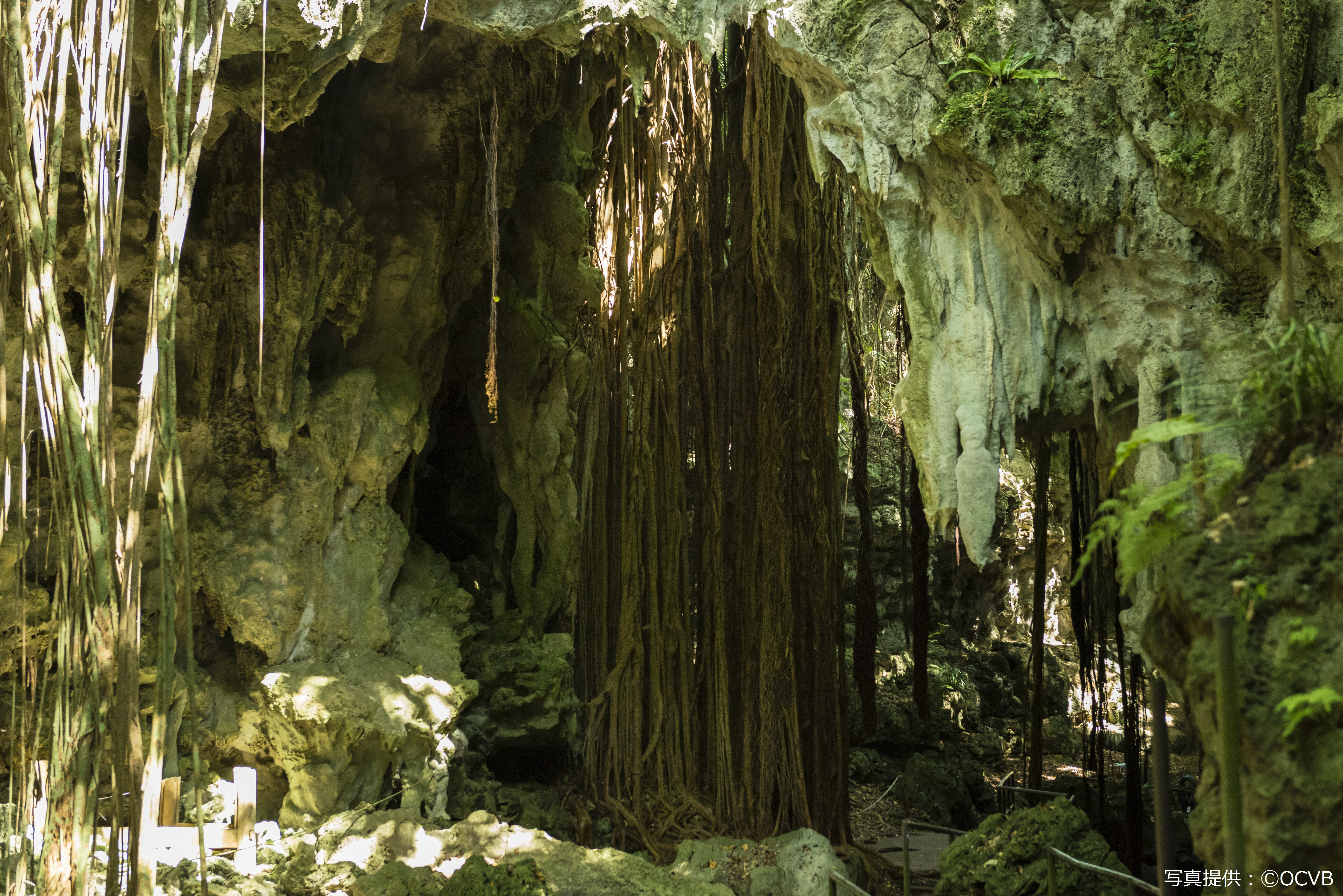 Rado OSB | Half-Day Southern Okinawa Bus Tour Gangala Valley Course - Photo 1 of 7