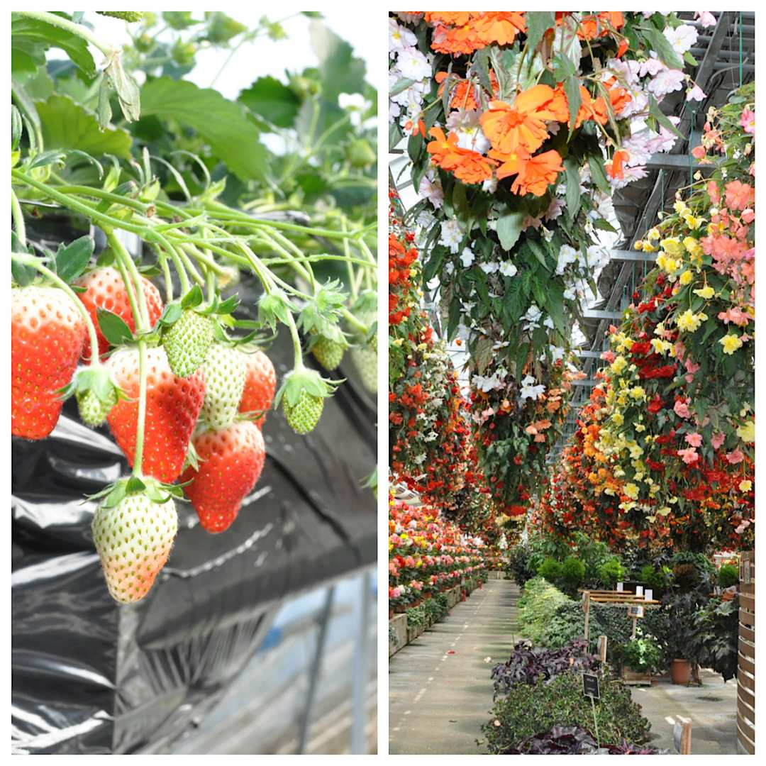 【公式販売】日光花いちもんめ イチゴ狩り 30分食べ放題（栃木県 日光） - Photo 1 of 8