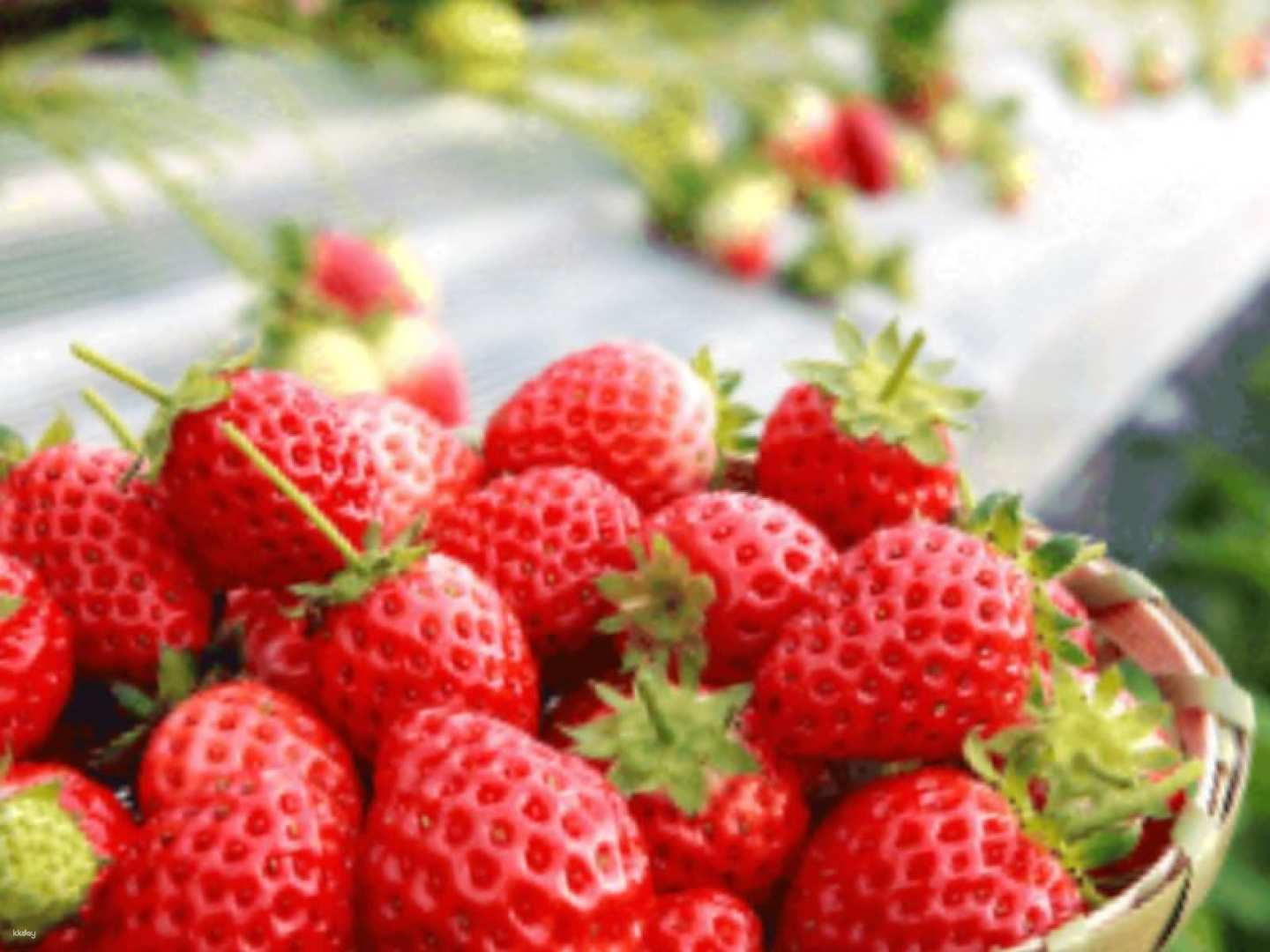 [Route bus trip] Seasonal only! All-you-can-eat strawberry strawberry picking experience and lunch at Josaien ｜Includes fresh strawberry soft cream from the farm cafe (departing from Kumamoto) - Photo 1 of 7