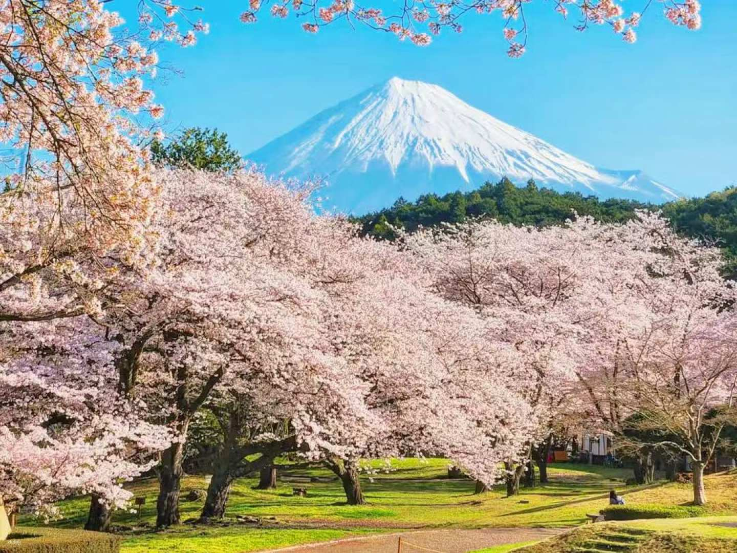 [Sakura Limited] Mt. Fuji Cherry Blossom Day Tour｜Mishima Skywalk & Iwamotoyama Park & Starbucks Check-in (Depart from Shinjuku, Tokyo) - Photo 1 of 8