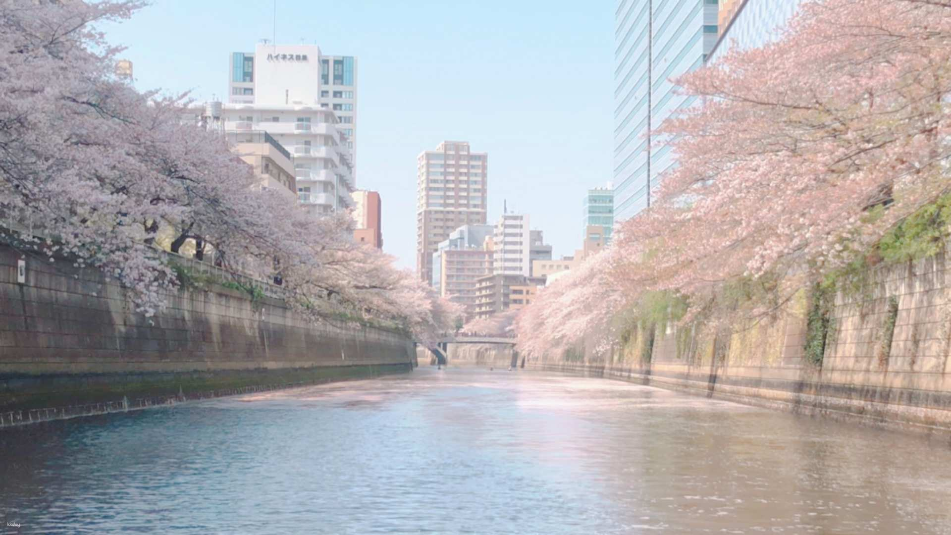 [Sakura Season Only] Tokyo Meguro River Spring Cherry Blossom Cruise Experience - Photo 1 of 5