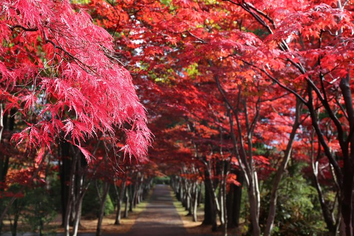 [Sapporo] Go by private car! Takino Cemetery, Hokkaido Shrine, Shiroi Koibito Park - Photo 1 of 25
