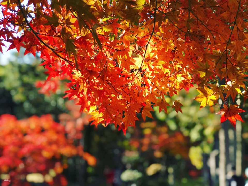 [Seasonal Exclusive] Chubu Fall Foliage Day Tour | Torokeiyama Eihoji Temple + Korankei Fall Foliage + Pink Shiki Cherry Blossoms | Chinese-Speaking Tour Guide (Departs from Nagoya) - Photo 1 of 10