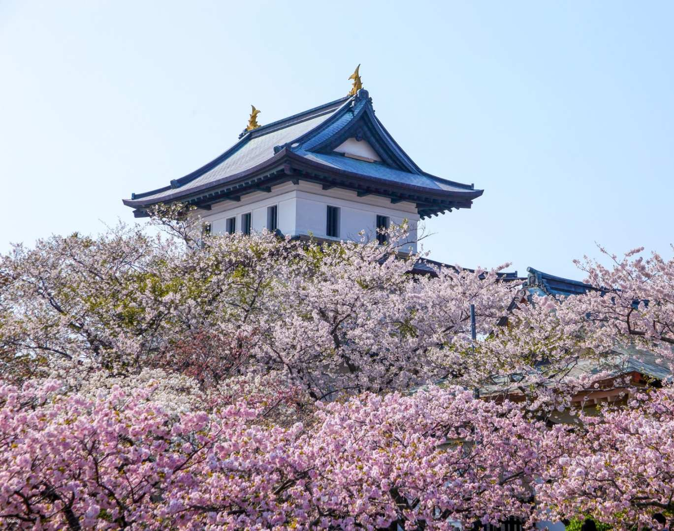 Hakodate Cherry Blossom Tour: Goryokaku, Matsumae Castle, Seagull Island - Photo 1 of 10
