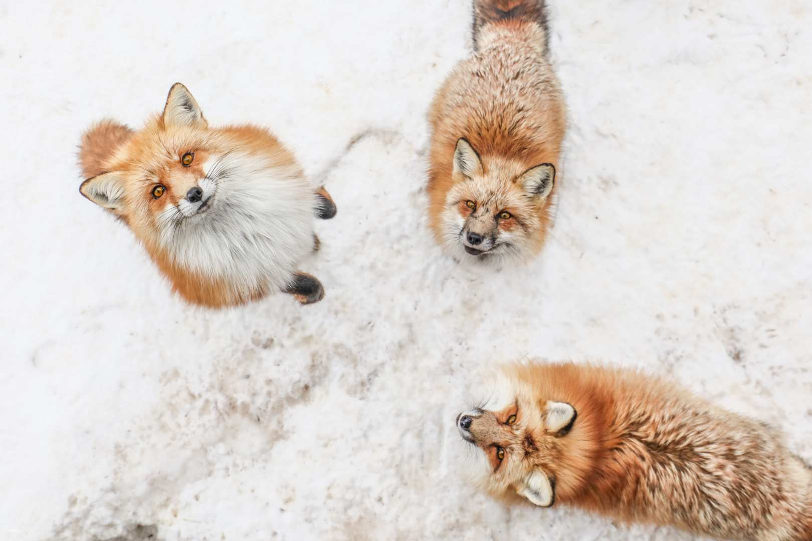 Sendai Shared Ride Day Tour: Zao Fox Village & Matsushima | Japan - Photo 1 of 10