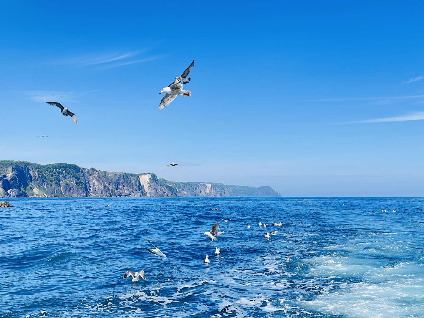 Experience the breathtaking Shakotan-blue waters as seabirds soar above inviting you to explore the stunning coastline and coastal charm of Hokkaido's unforgettable landscapes.