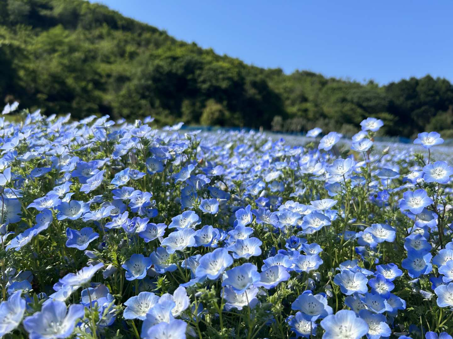 Shima City Tourist Farm Nemophila Admission Ticket Reservation (Mie Prefecture) - Photo 1 of 4