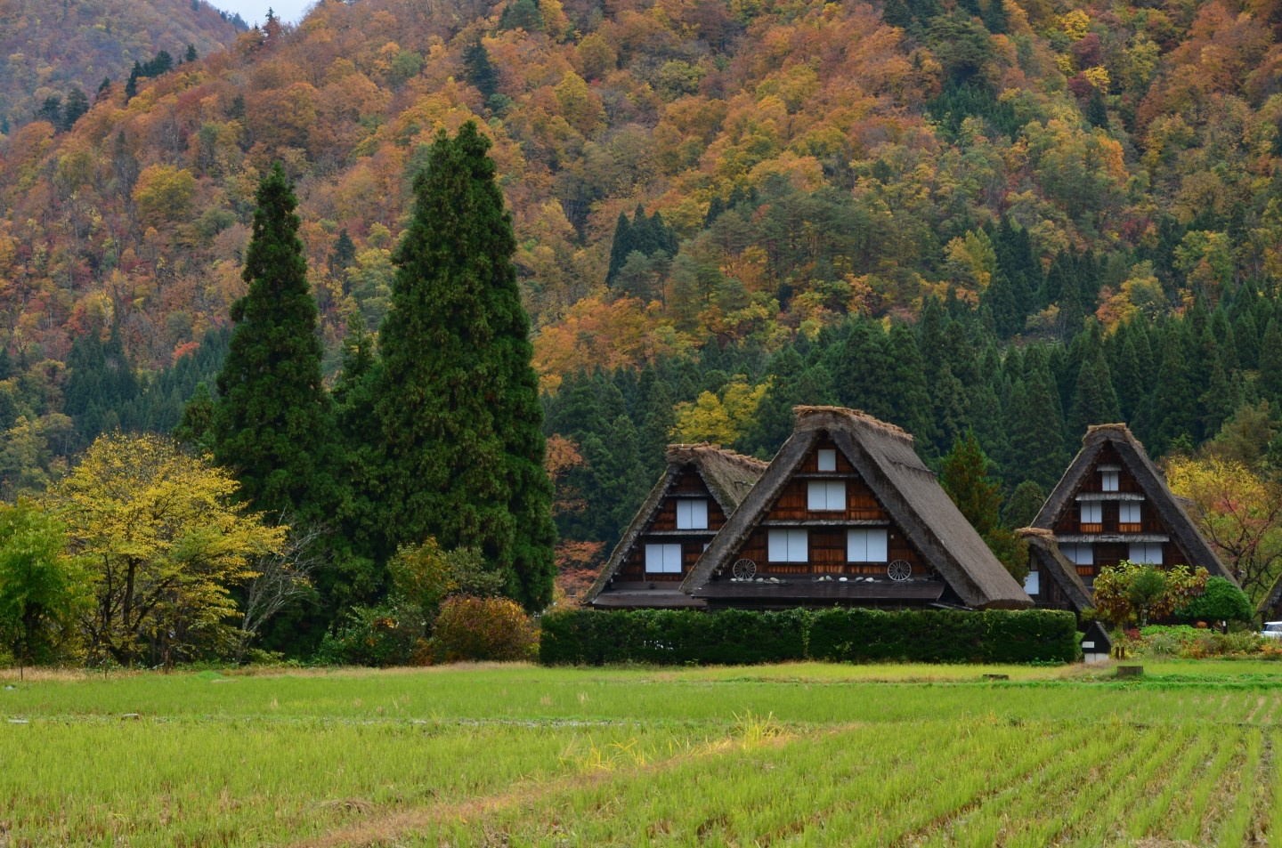 Shirakawa-go Bus Ticket - Non-reserved Seat  - Photo 1 of 6
