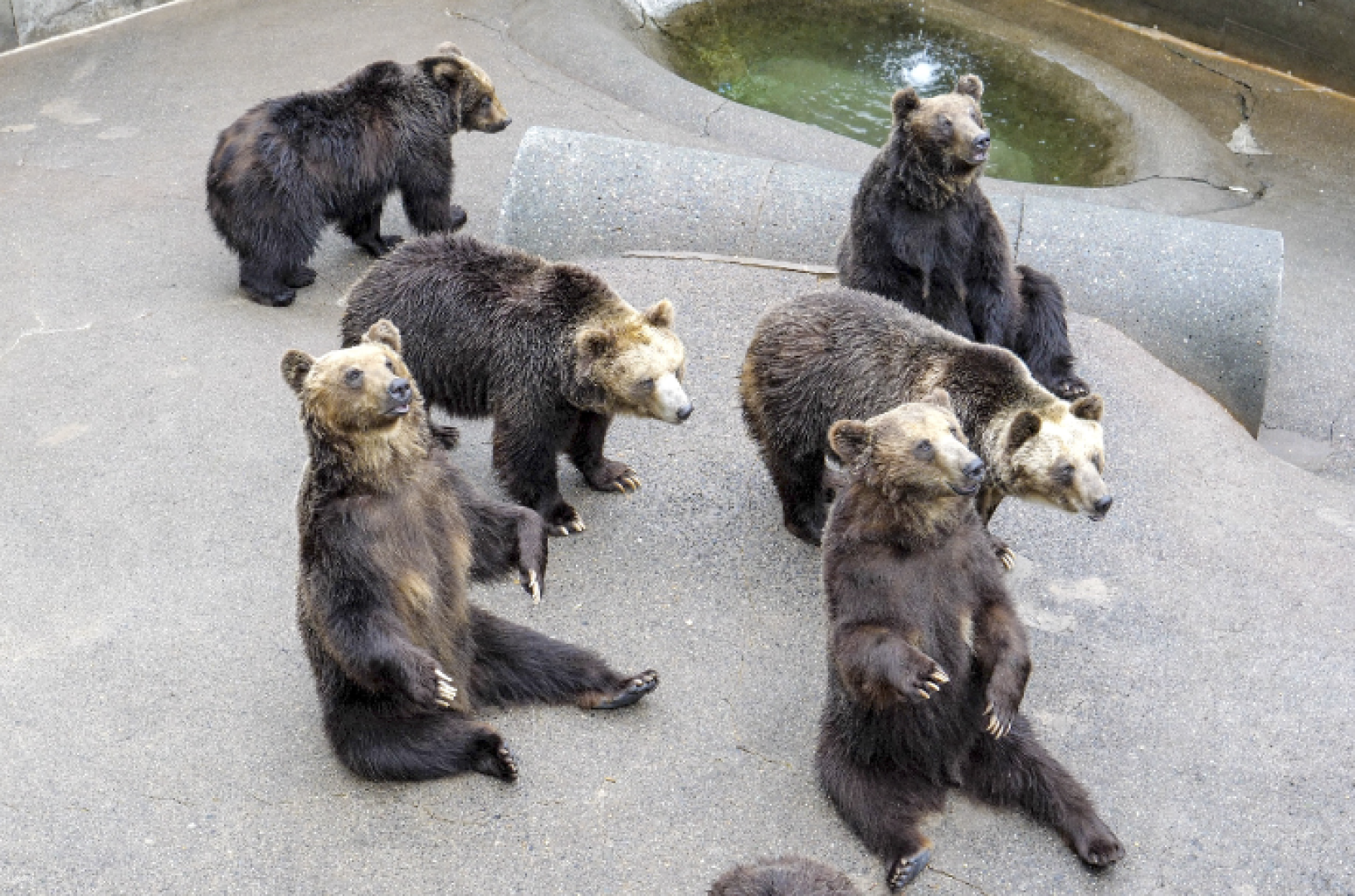 Experience the charm of playful bears at Showa Shinzan Bear Ranch. Interact through the unique People’s Observation room and enjoy the memorable moments of feeding and watching these adorable creatures.