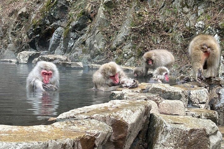 Experience the charm of playful snow monkeys soaking in a serene hot spring surrounded by rustic stones and natural beauty perfect for families seeking a unique adventure.