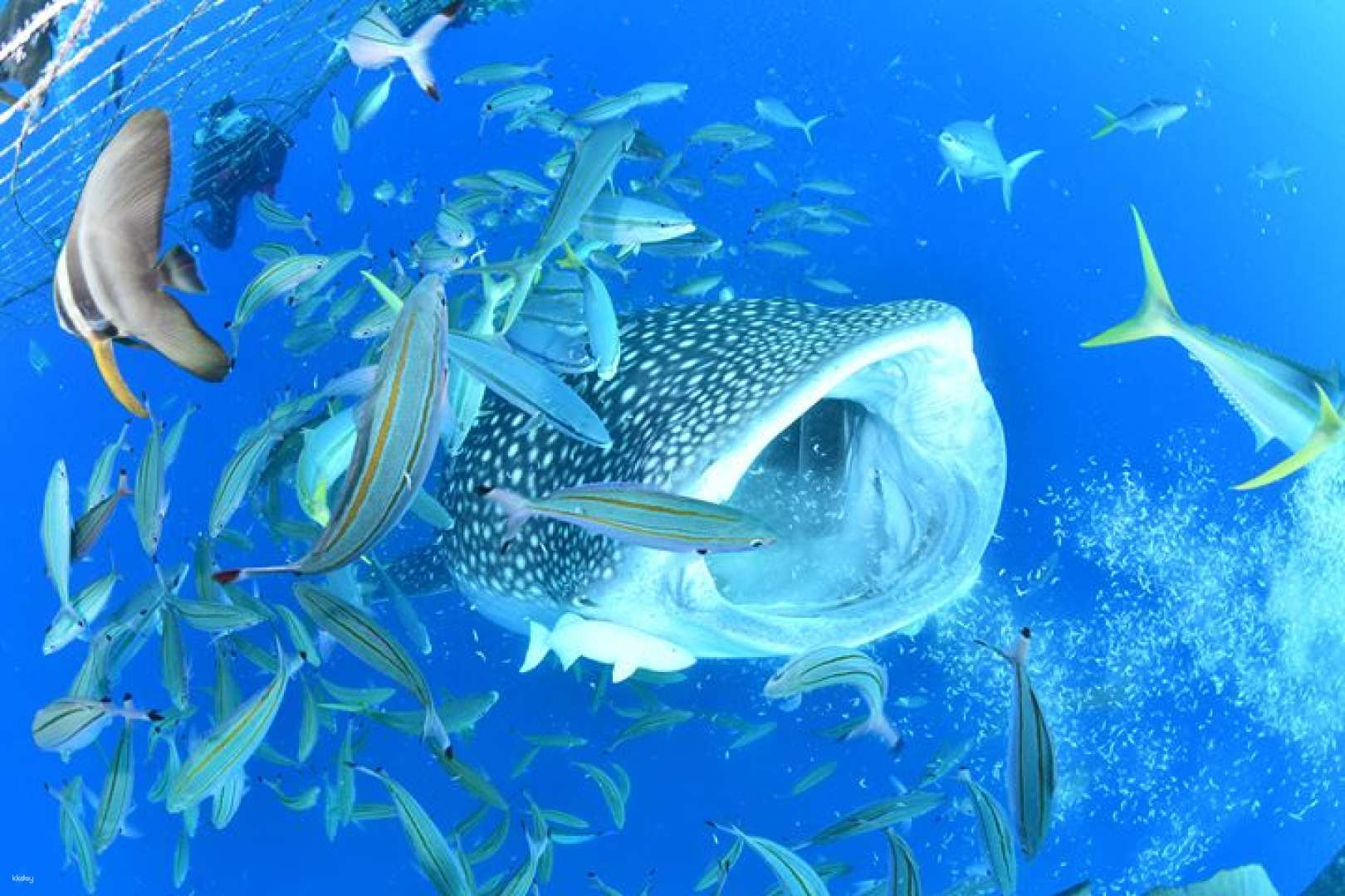 Okinawa, Japan｜Snorkeling with whale sharks／Diving／FUN DIVE Licensed Diving - Photo 1 of 6