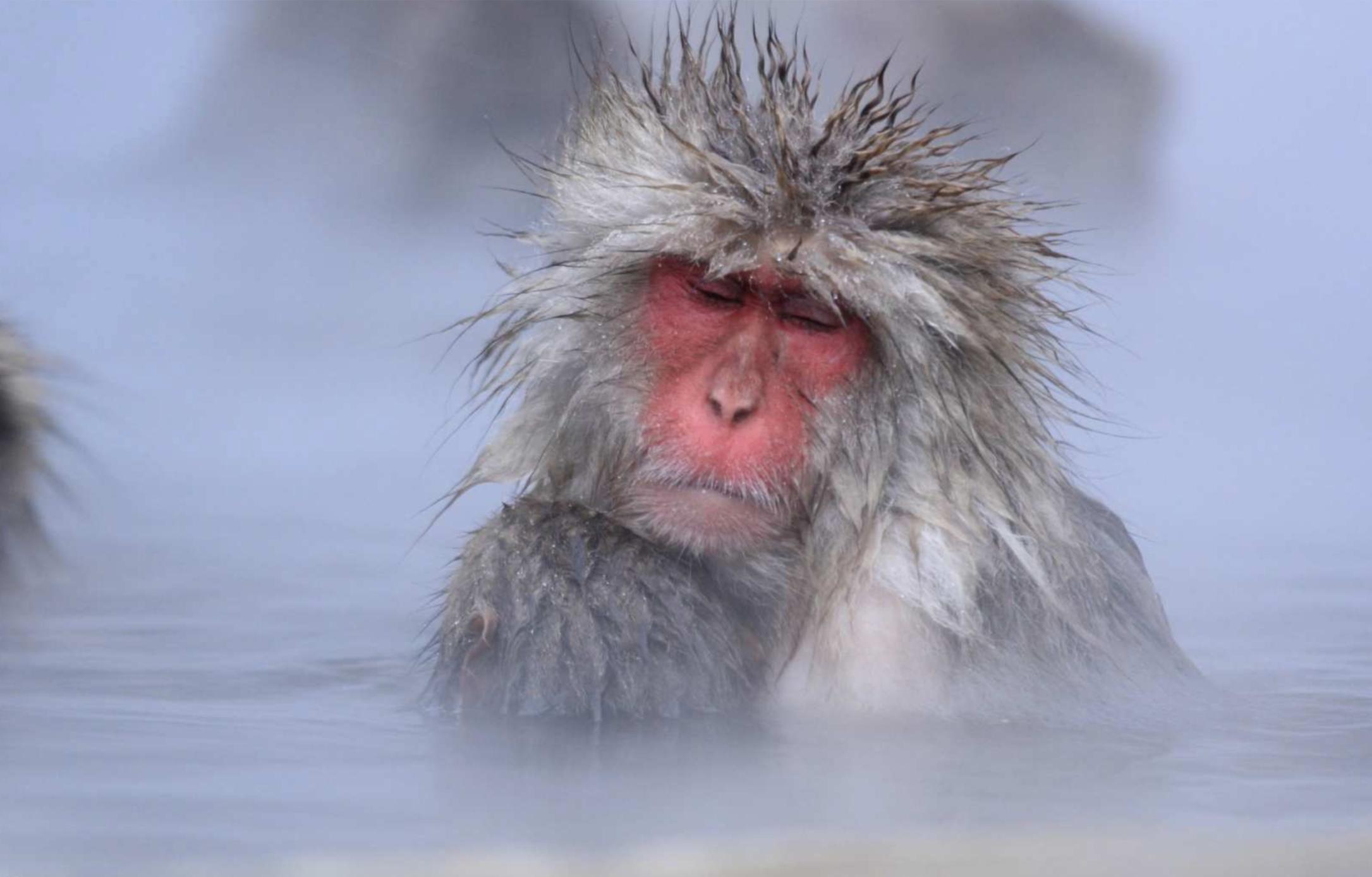 Witness the unique habits of snow monkeys as they relax in natural hot springs surrounded by the serene beauty of Nagano's winter landscape creating unforgettable memories for travelers.