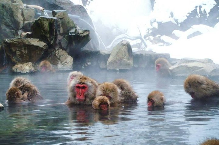 Snow Monkey in "Jigokudani Yaen-koen" & Obuse Town - Photo 1 of 5