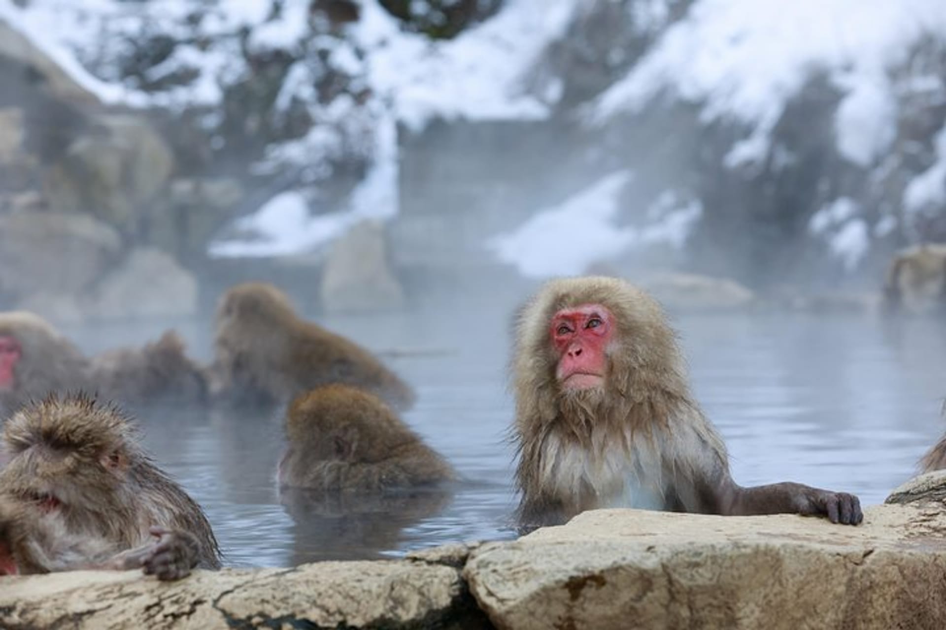 軽井沢 の Snow Monkey in 