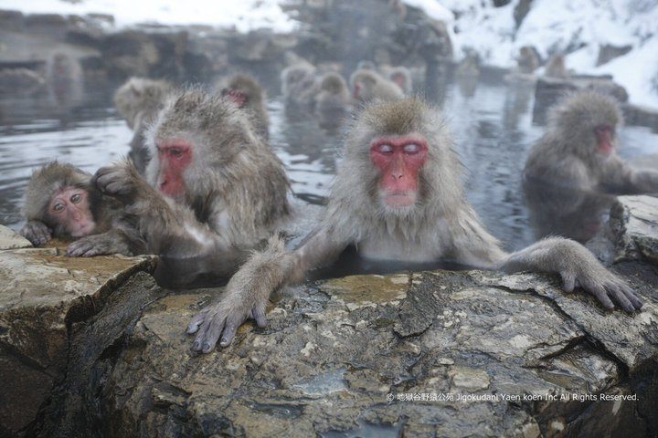 Snow Monkey Park, Zenko-ji Temple & Foodie Tour from Nagano - Photo 1 of 12