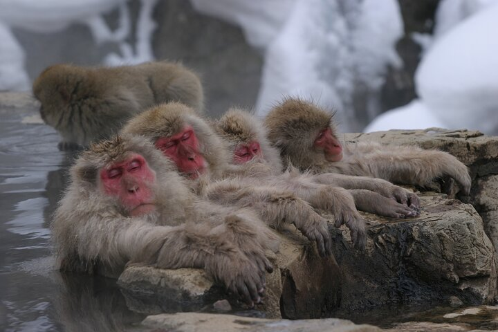 Snow Monkey Park & Miso Production Day Tour from Nagano - Photo 1 of 10