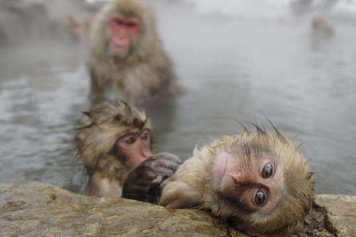 Experience the unique sight of Japanese macaques soaking in natural hot springs surrounded by serene winter landscapes offering a delightful glimpse into their playful behavior and habitat.