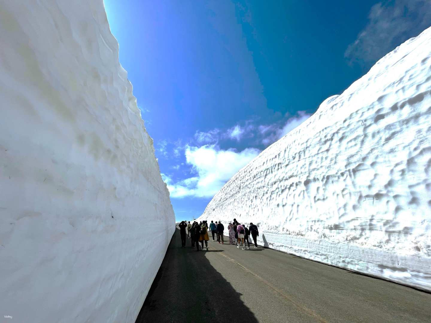 [Early Spring/30% OFF during Cherry Blossom Season] Snow Wall and Cherry Blossom Viewing Bus Day Tour - Photo 1 of 9