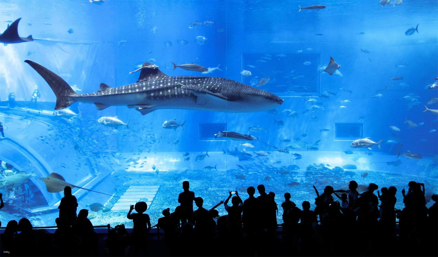 Dive into the wonders of Okinawa with close encounters of majestic sea life at Ocean Expo Park. Admire stunning marine beauty while learning about Okinawa's rich aquatic ecosystem.