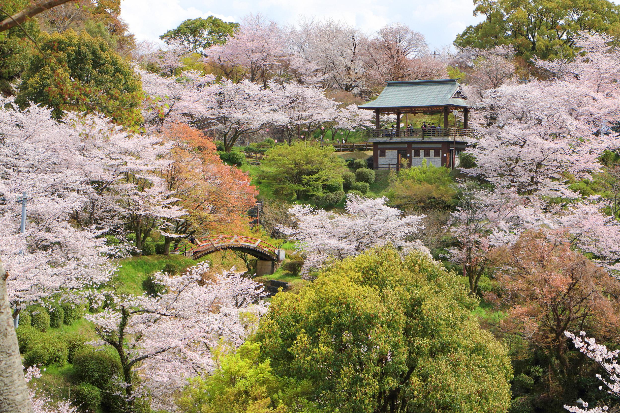 [Spring Edition] Kumamoto Cherry Blossom Bus Tour from Fukuoka - Photo 1 of 10