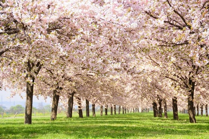 Enjoy some of Nagano's best blossom spots on this always popular 1-day tour!